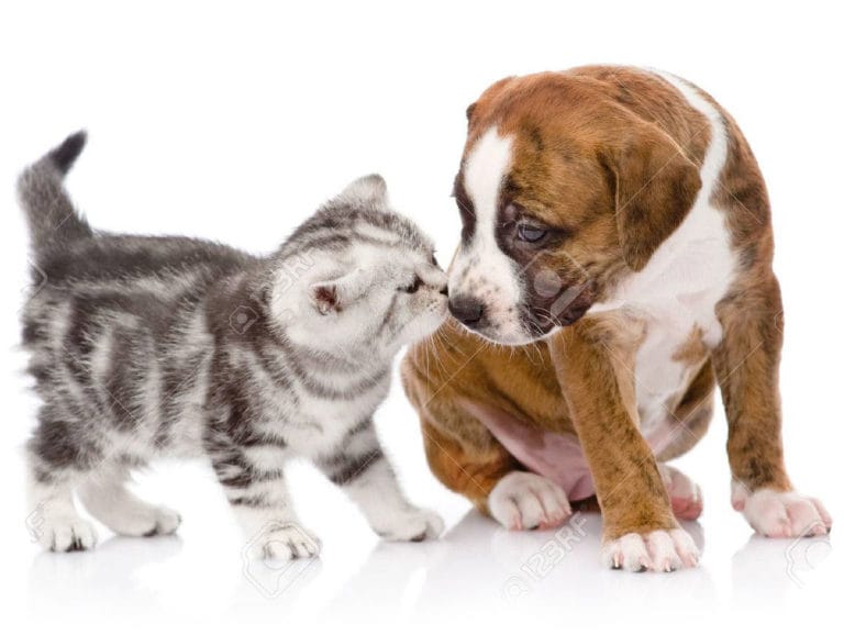 ALPINE ANIMAL HOSPITAL WHITEFISH intelligence overview